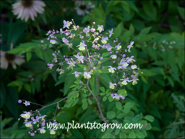 The structures that look like petals are actually sepals.  Thalictrum flowers are apetalous (lacking petals)